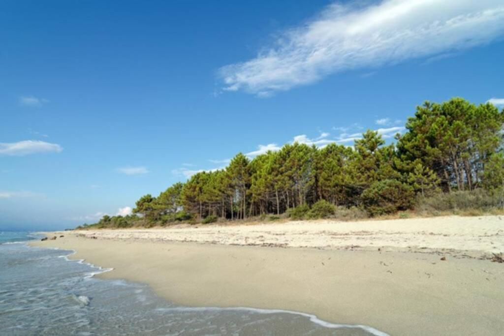 Marine De Bravone T2 Terrasse Front De Mer - Plage Pieds Dans L'Eau - Clim - Piscine - Wifi Linguizzetta Esterno foto